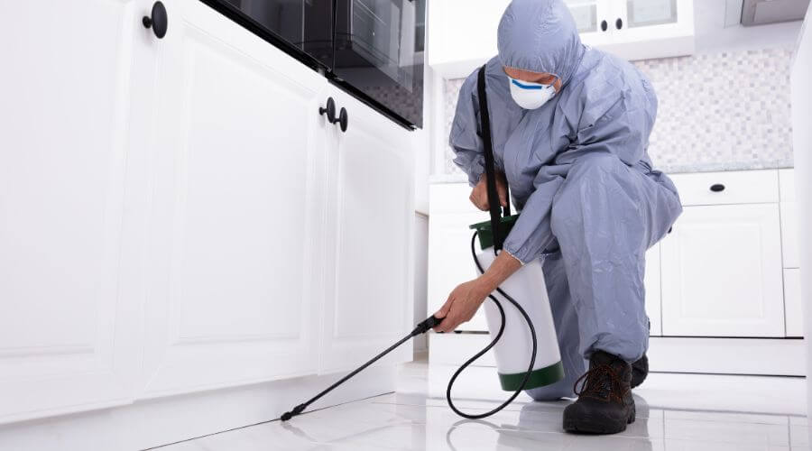 Professional pest control services in Zirakpur - Global Pest Control Zirakpur